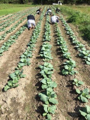 2017_10_cabbage_weeding.JPG