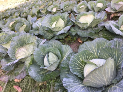 2017_11_akito_cabbage.JPG